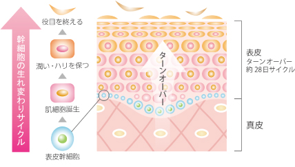幹細胞の生まれ変わりサイクル　図表